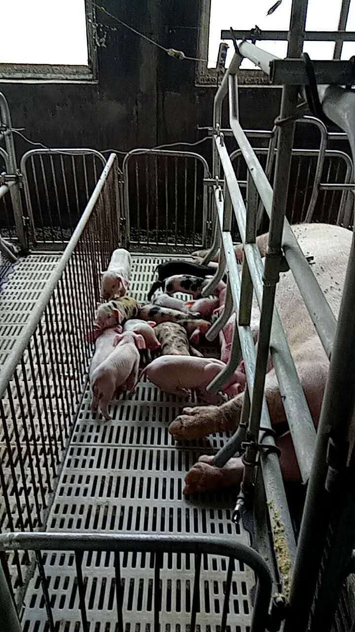 保育舍养猪技术,重庆养猪保育床