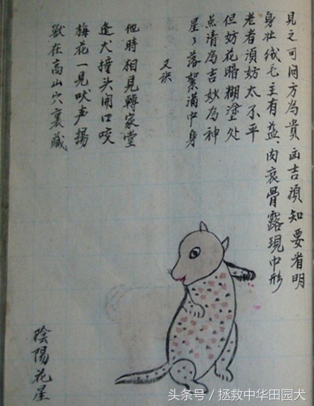 狗种类大全中华田园犬,中华田园犬之四眼土狗科普