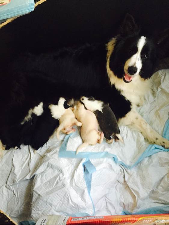 边牧狗狗怀孕多少天显肚子,边牧怀孕多久才可以照b超