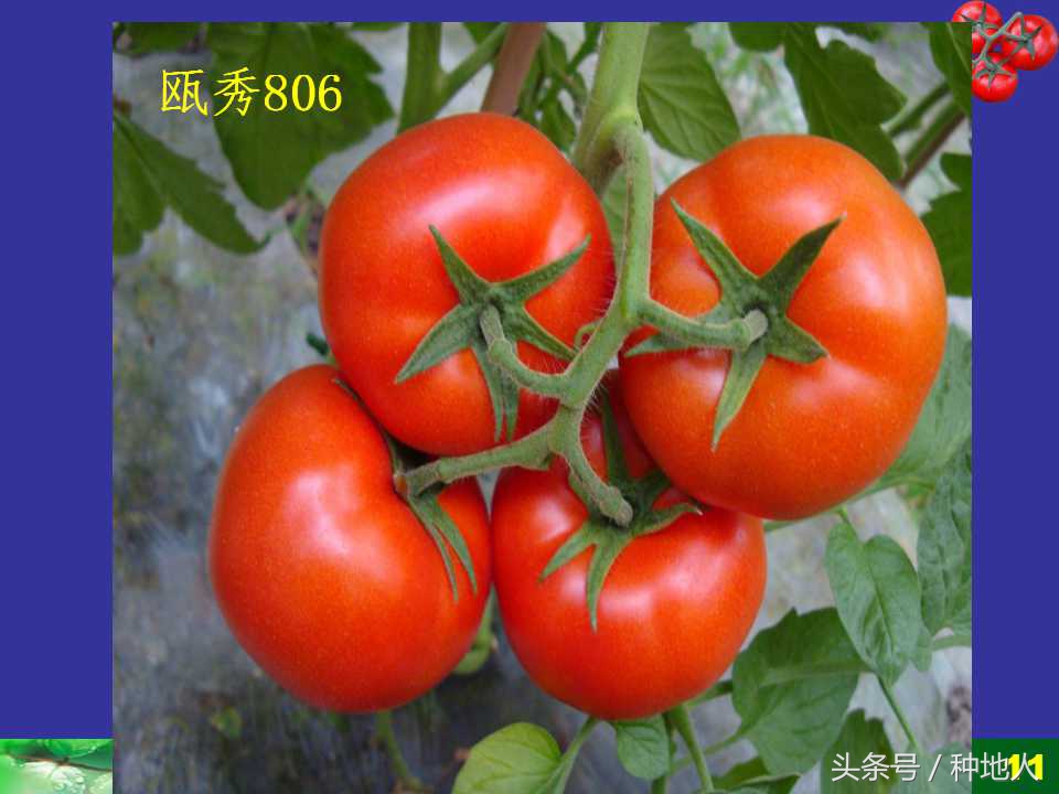 看看高手如何做管理的,看看山东大棚甜瓜种植技术