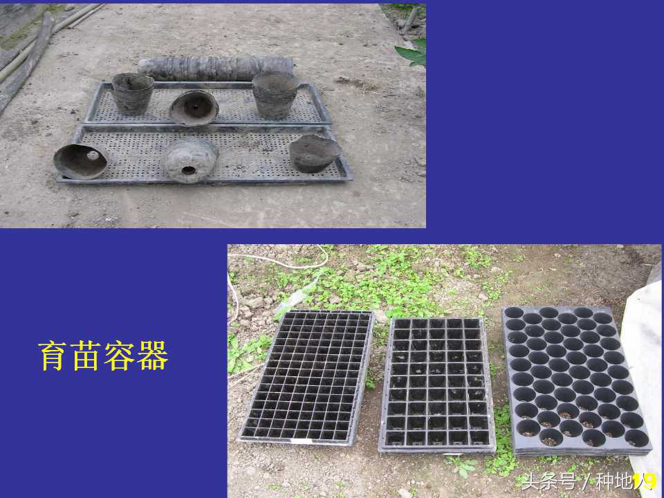 看看高手如何做管理的,看看山东大棚甜瓜种植技术