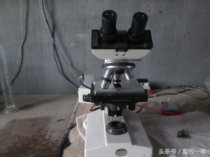 养猪技术小知识,养猪技术口诀