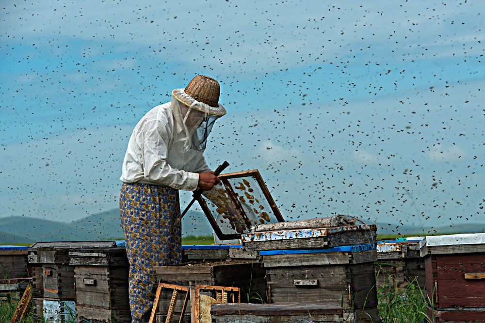 蜜蜂生病怎么办呢,蜜蜂生病的管理方法有哪些