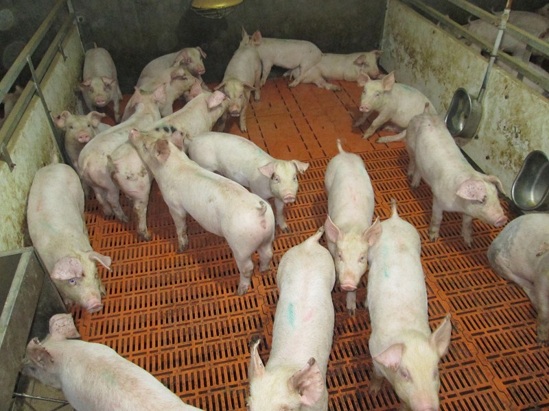 保育舍养猪技术,重庆养猪保育床