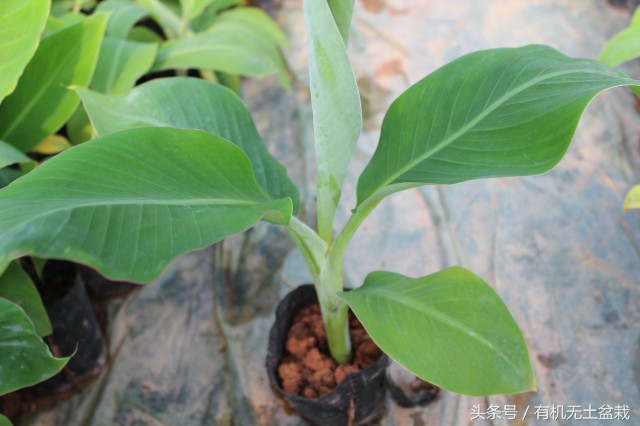 爱吃香蕉的植物大全,如何用香蕉培育香蕉苗