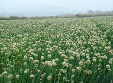 餐创大课堂卤菜学习课堂,餐创大课堂凉菜