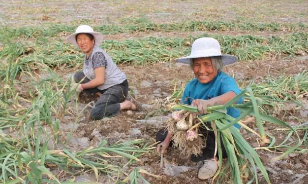 中国国际大蒜网邳州大蒜今日行情,世界大蒜看金乡