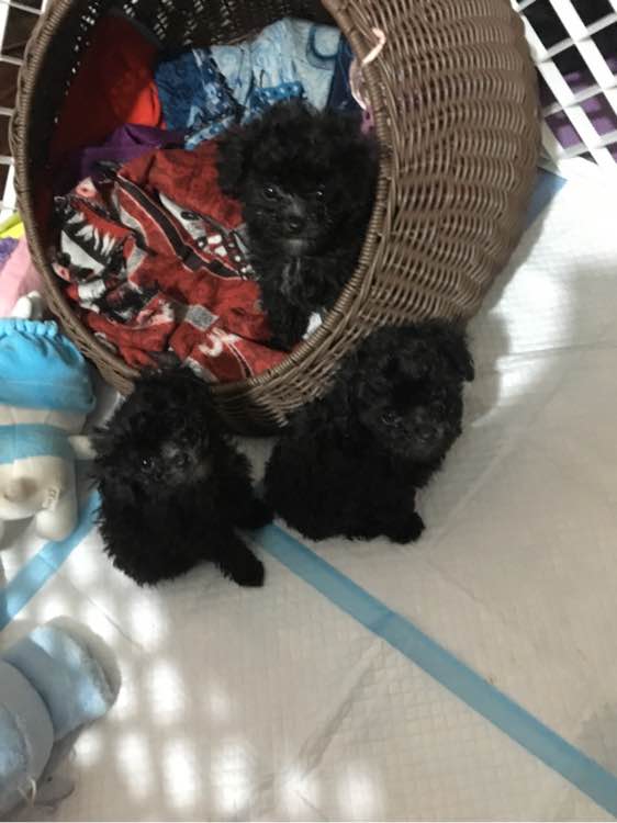 怀孕贵宾狗狗快生了的征兆,贵宾犬受孕后几个月生