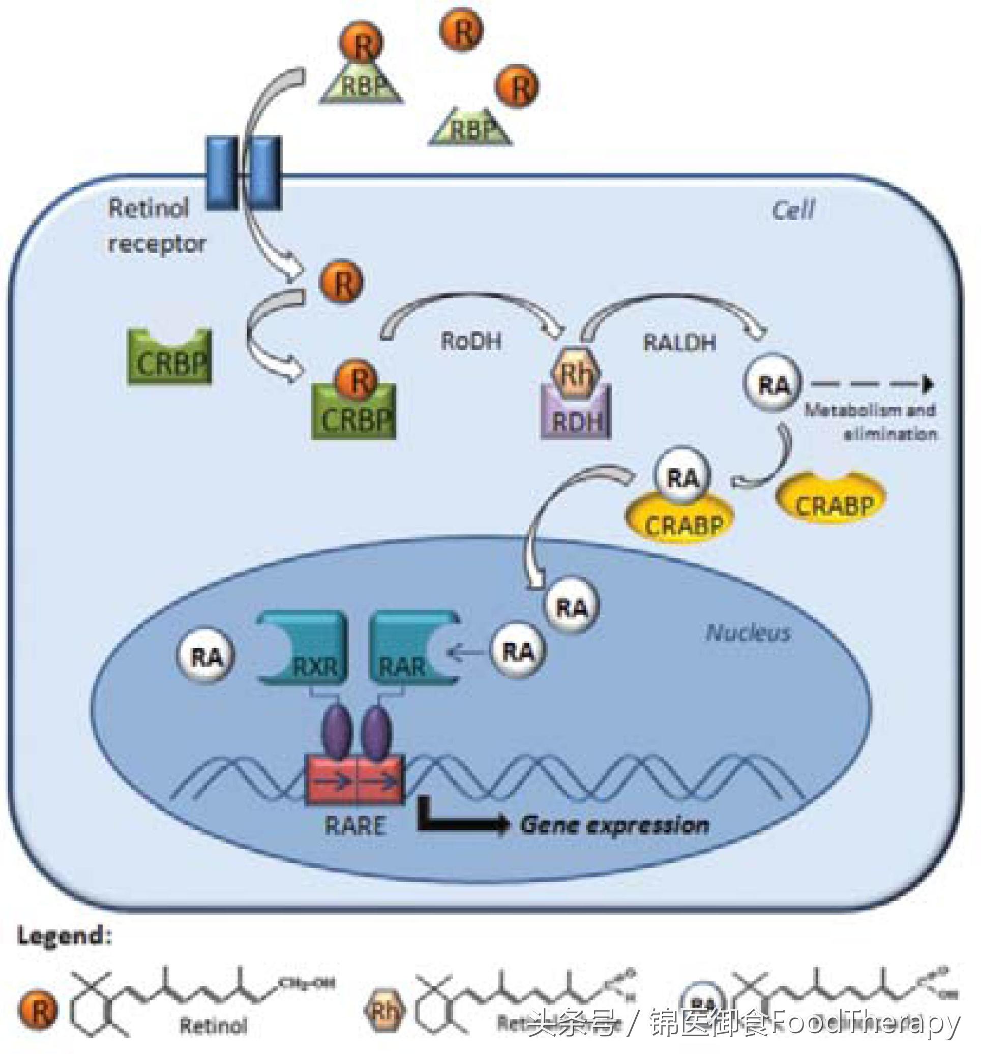 年轻的秘密｜你不知道的事之视黄醇