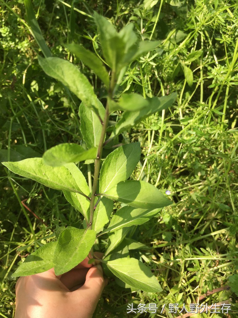 枸杞苗是什么菜,野枸杞野菜