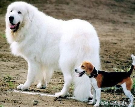 大白熊犬到底凶不凶,大白熊犬寿命是多少