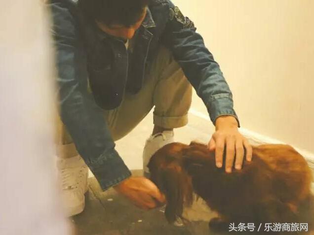 香港旅游攻略,香港游记人间烟火