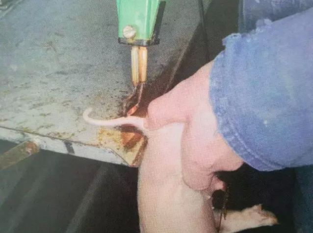 你给猪断尾的方法正确吗？这4种方法你应该了解！