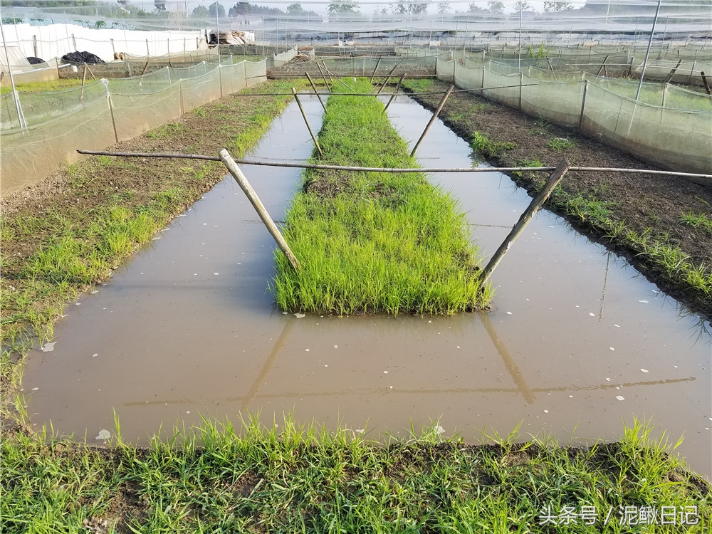 吐槽的泥鳅、黄鳝、青蛙，究竟怎么样