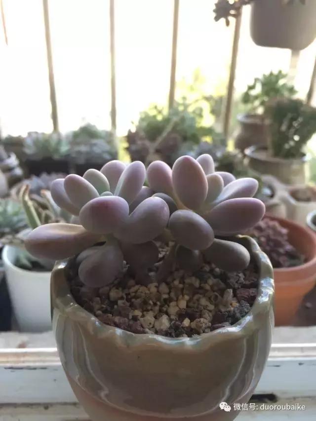 春日阳光下的绿植,阳台上最好看的多肉