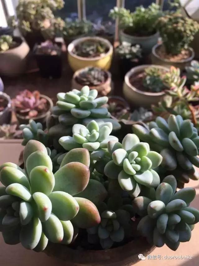 春日阳光下的绿植,阳台上最好看的多肉