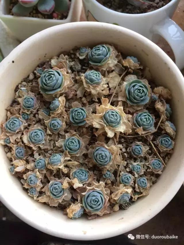 春日阳光下的绿植,阳台上最好看的多肉