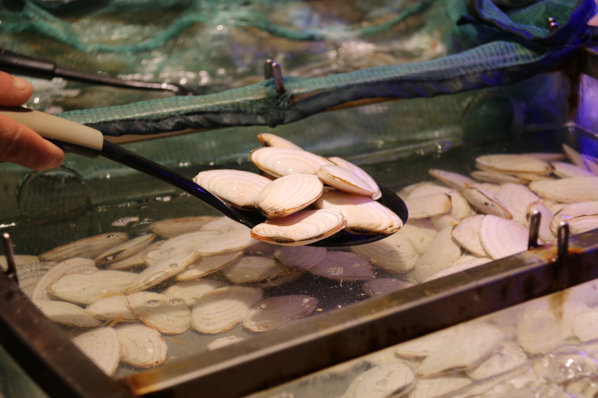 新鲜海洋海鲜,大海的味道不容错过冰鲜海鲜