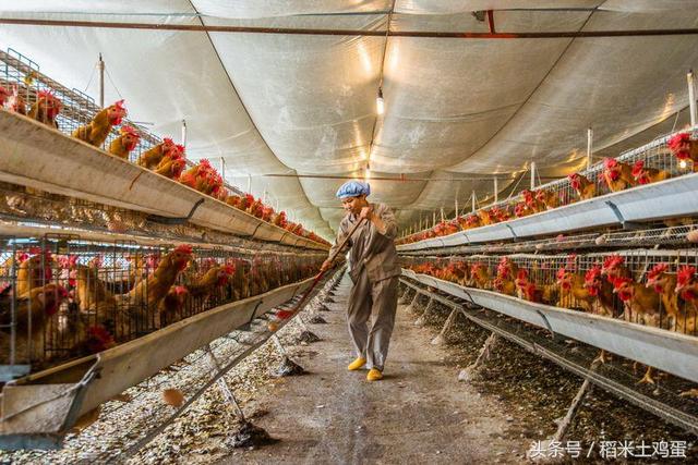 土鸡蛋营养差别不大,土鸡蛋鸭蛋分不清