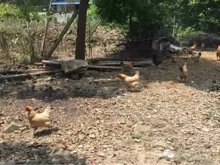 土鸡蛋营养差别不大,土鸡蛋鸭蛋分不清