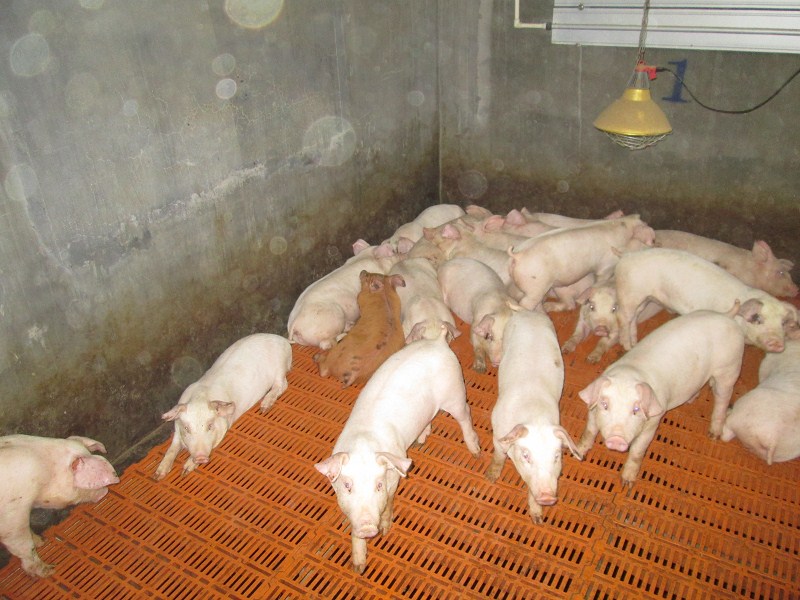 保育舍养猪技术,重庆养猪保育床
