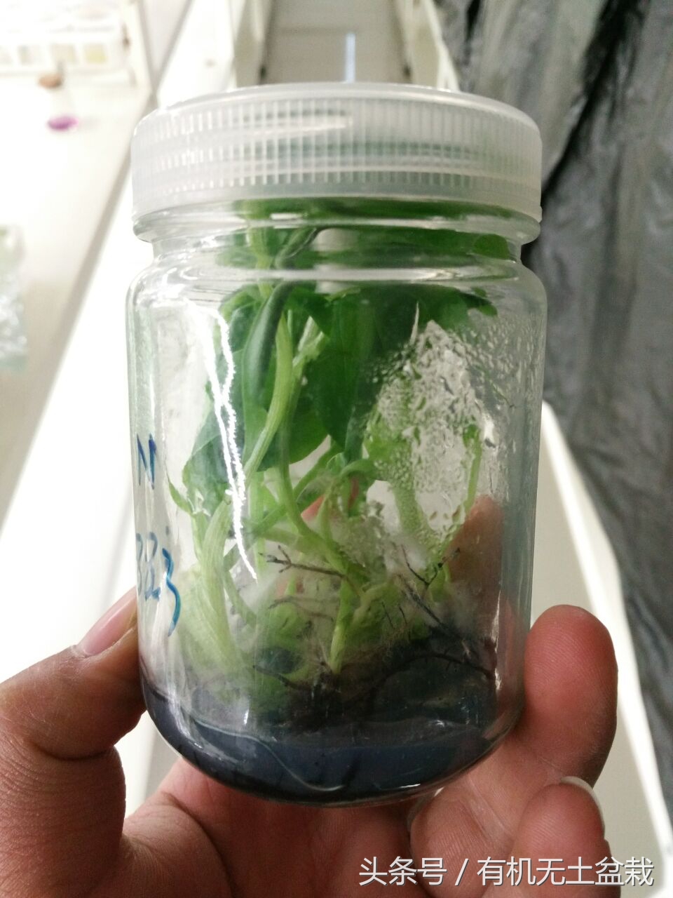 爱吃香蕉的植物大全,如何用香蕉培育香蕉苗