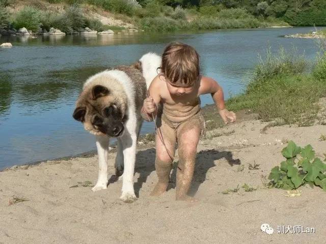 日本人评价秋田犬,忠诚主人的八公秋田犬