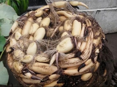 一小段莲藕可以种出来荷花吗,庭院荷花盆栽方法