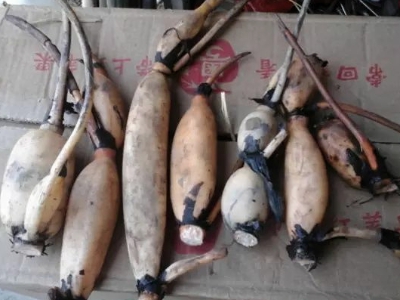 一小段莲藕可以种出来荷花吗,庭院荷花盆栽方法