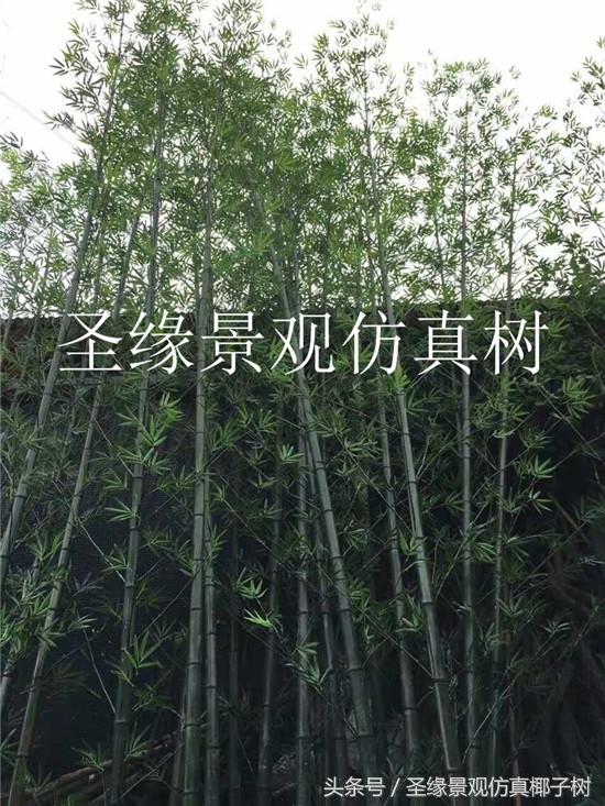 仿真粗竹子植物,似竹子的室内植物