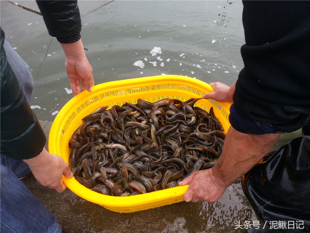 吐槽的泥鳅、黄鳝、青蛙，究竟怎么样
