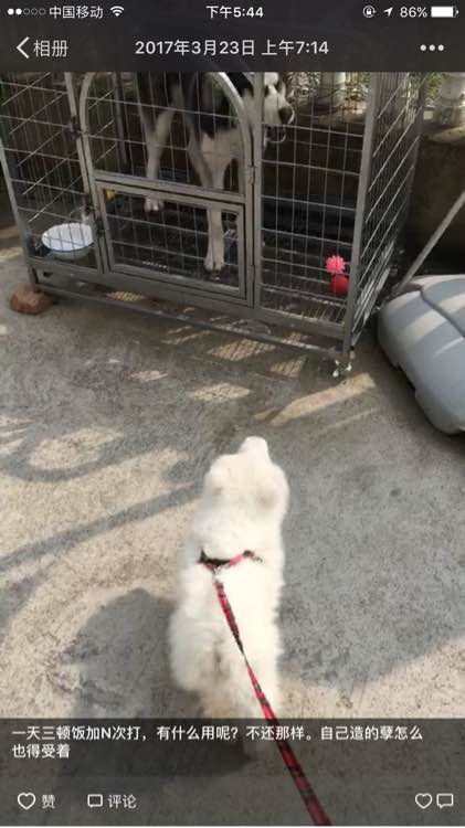 谨慎养猫有这6种坏处你能接受吗,养狗不要养萨摩耶