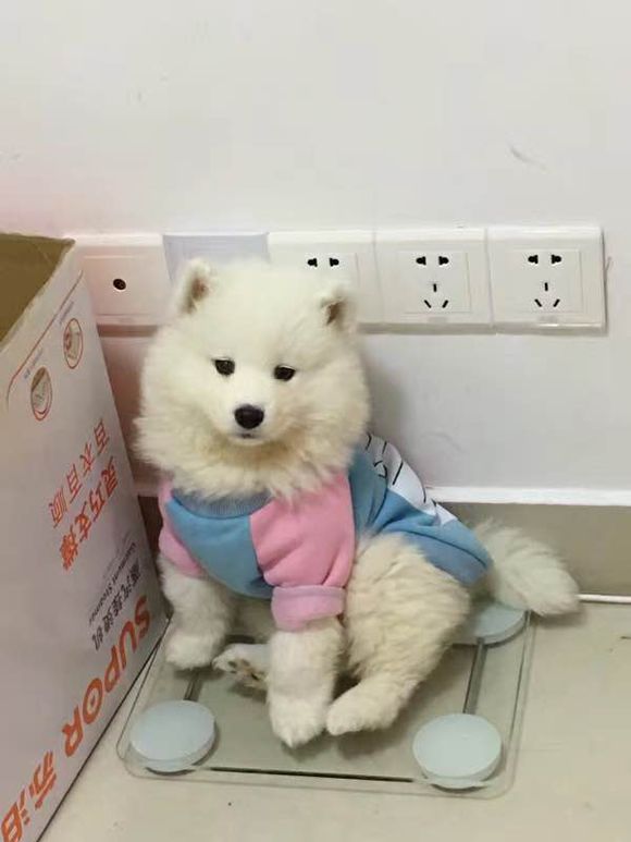 谨慎养猫有这6种坏处你能接受吗,养狗不要养萨摩耶