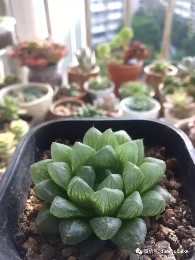 春日阳光下的绿植,阳台上最好看的多肉