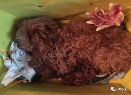 狗狗吃了耗子药肯定死吗,耗子药为啥毒不死耗子