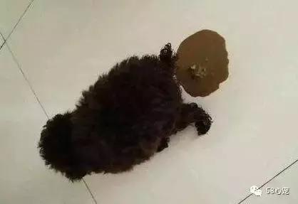 狗狗吃了耗子药肯定死吗,耗子药为啥毒不死耗子