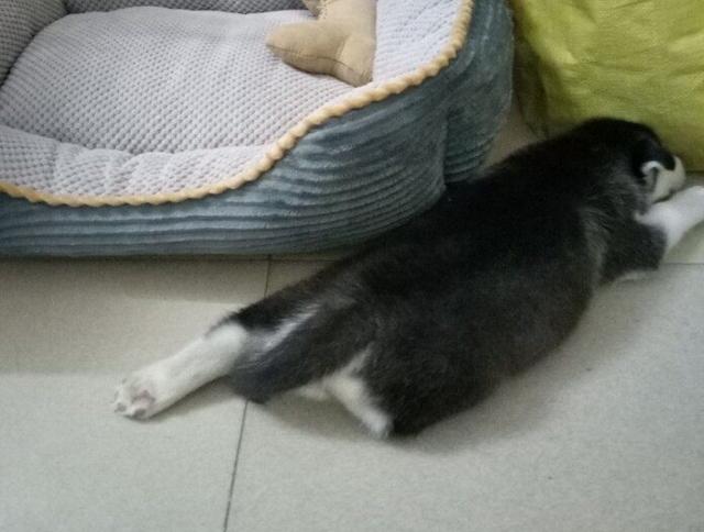 细小病毒对狗的伤害,宠物细小病毒感染