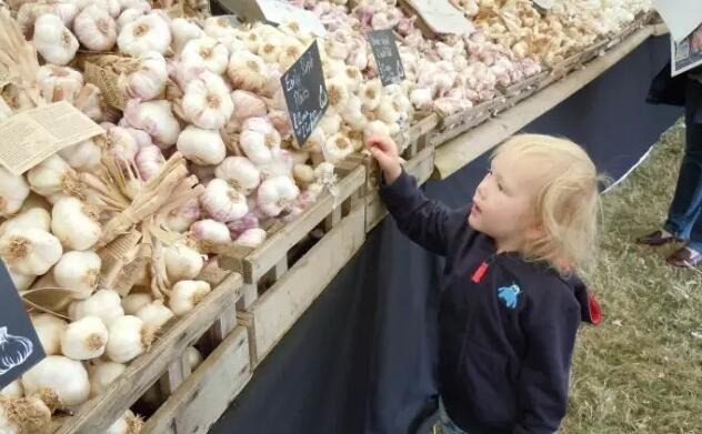 中国国际大蒜网邳州大蒜今日行情,世界大蒜看金乡