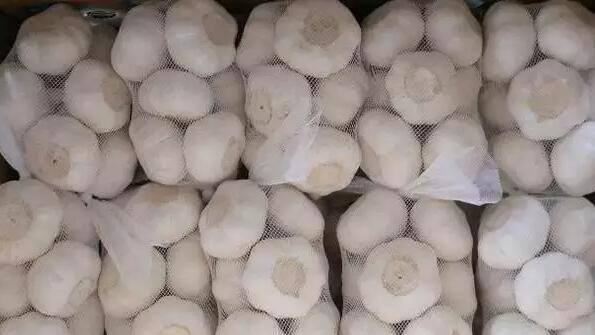 中国国际大蒜网邳州大蒜今日行情,世界大蒜看金乡