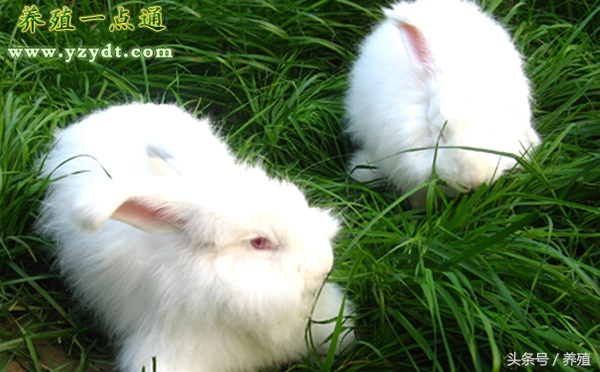 一只长毛兔每个月吃多少饲料,兔毛怎么养