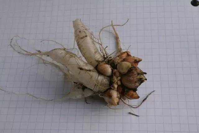 有什么植物跌打消肿,治疗跌打损伤盆栽植物