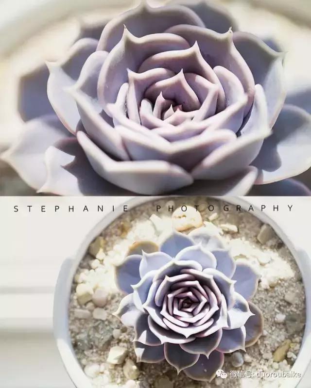 紫外线照射对植物的影响,紫外线光对植物生长的影响