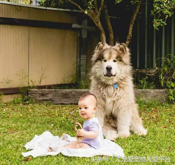 阿拉斯加犬活宠,一周照顾一次的宠物