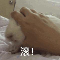 荷兰猪适宜的温度,荷兰猪夏天降温视频教学