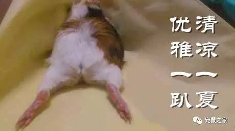 荷兰猪适宜的温度,荷兰猪夏天降温视频教学