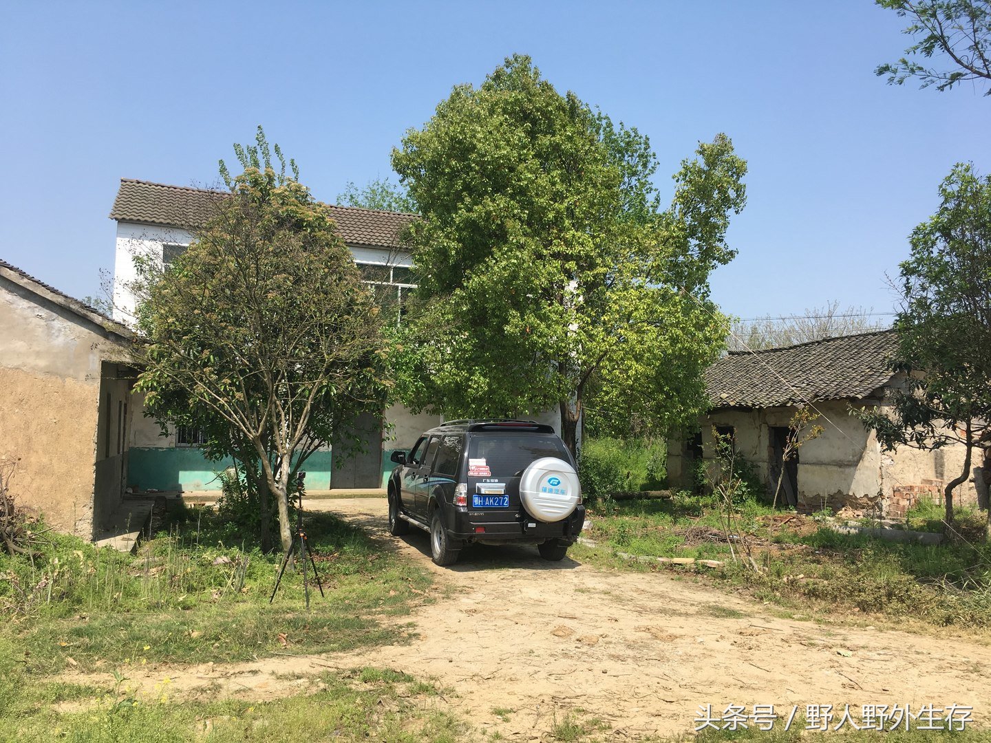 枸杞苗是什么菜,野枸杞野菜