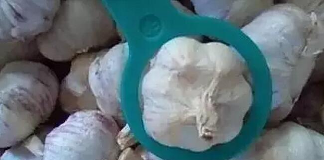 中国国际大蒜网邳州大蒜今日行情,世界大蒜看金乡