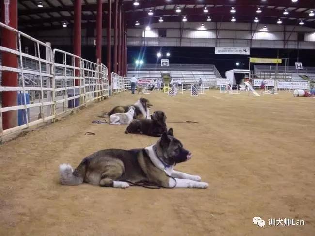 日本人评价秋田犬,忠诚主人的八公秋田犬