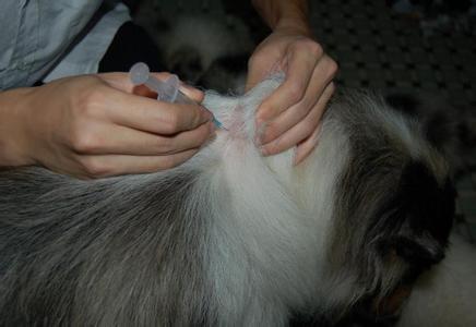 宠物打疫苗的不良反应有哪些,宠物打完疫苗会有什么不良反应