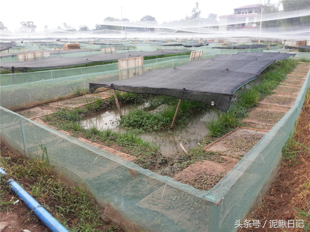 吐槽的泥鳅、黄鳝、青蛙，究竟怎么样